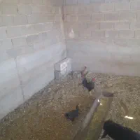 مرغ و خروس