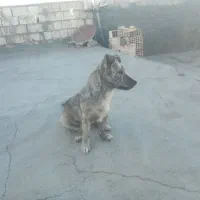 سگ ماده|سگ|زابل, |دیوار