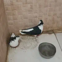 کفتر .زهک|پرنده|زهک, |دیوار