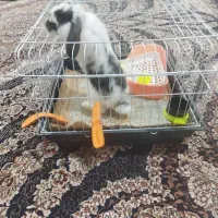خرگوش لوپ|موش و خرگوش|درگهان, |دیوار