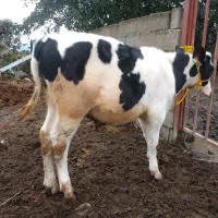 ۲عدد کل نر دورگ اصیل|حیوانات مزرعه|سنگر, |دیوار