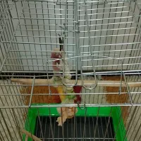 قفس|لوازم جانبی حیوانات|هشتگرد, شهرک بوستان|دیوار