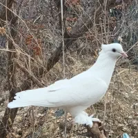 کبوتر شازده|پرنده|ماهنشان, |دیوار