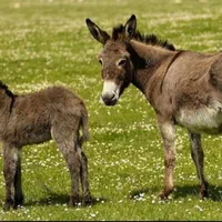 شیر الاغ،خر دوشیدن در حضور شما ضد آسم آلرژی سرطان