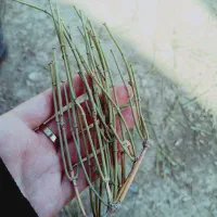 گیاهان دارویی