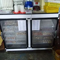 تولید انواع جوجه با بهترین دستگاه جوجه کشی|حیوانات مزرعه|تنکابن, |دیوار