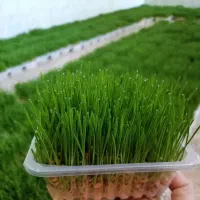 سفارش سبزه عید