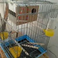 قفس عروس هلندی