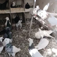 تعدادی طوقی زرین والماسی وزرد همه باهم فروشی است