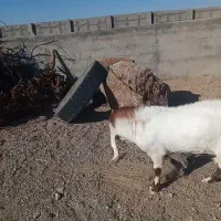 نربز جوان|حیوانات مزرعه|شاهرود, |دیوار