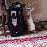 خرگوش.اهلی.دست.اموز