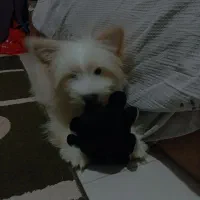 سگ شیتزو ۷ماه