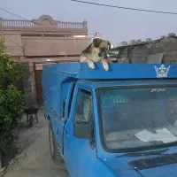 سگ گمشده|سگ|گتوند, |دیوار