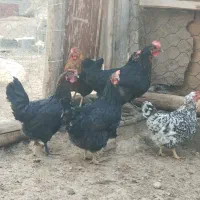 مرغ محلی کرچ شو|حیوانات مزرعه|رودهن, |دیوار