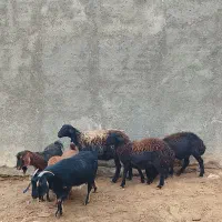 سه عدد گوسفند و سه عدد بز