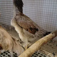 مرغ و خروس اوشامو شجره دار|حیوانات مزرعه|تهران, وردآورد|دیوار