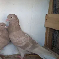 پرنده|پرنده|برازجان, |دیوار