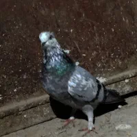 کبوتر پرشی|پرنده|رشت, توشیبا|دیوار