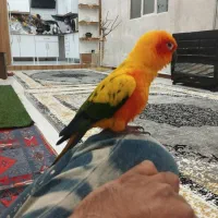 طوطی خورشیدی