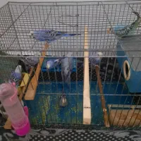 مرغ عشق|پرنده|تبریز, |دیوار