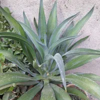 فروش گل آناناسی با گلدان|گل و گیاه طبیعی|بناب, |دیوار