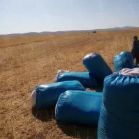 کاه  دیم گندم مرغوب کرمانشاه