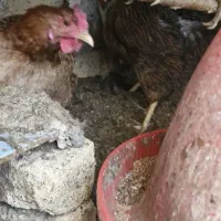 مرغ جوان تخم گذار|حیوانات مزرعه|کنگاور, |دیوار