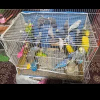 مرغ عشق فروشی