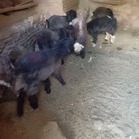 بره گوسفند