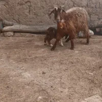 بز جوان و بزغاله ماده