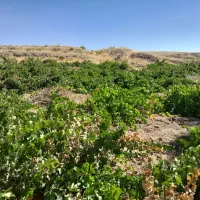 باغ انگور و زمین مسکونی ودامداری  شهر مالوجه|فروش زمین و ملک کلنگی|قروه, |دیوار
