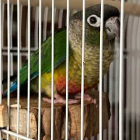 گرینچیک بچه فروشی