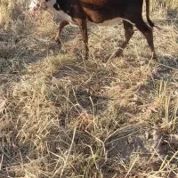 گوساله ماده دورگ