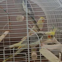 قیمت هفت میلیون تومان