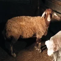 بره