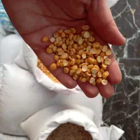 حبوبات لوبیاچیتی، عدس|خوردنی و آشامیدنی|نسیم‌شهر, |دیوار