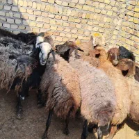 شیشک چاق و چله