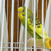 مرغ عشق|پرنده|پاکدشت, پاکدشت (مامازند)|دیوار