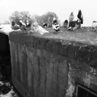 ۳۰تاکفترقلدوربیابپرون کفترچاشنی بازی دانه۴۰۰