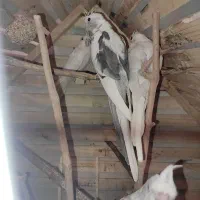 عروس هلندی|پرنده|شیروان (خراسان), |دیوار