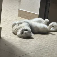 جفت گیری گربه نر|گربه|بندر انزلی, سپه|دیوار