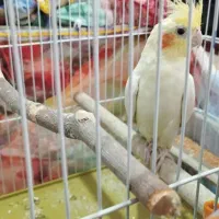 فروش عروس هلندی و مرغ عشق