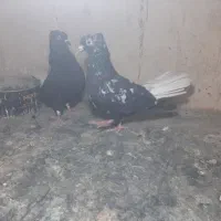 کبوتر نر و ماده دمسفید درجه ۱ پشت پاک
