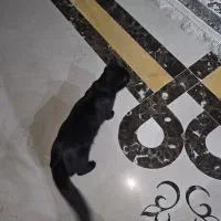 واگذاری گربه