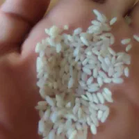برنج شمشیری طلا|خوردنی و آشامیدنی|چرداول, |دیوار