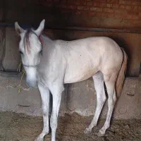 اسب یا کره‌۱۱‌مایه