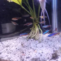 فروشی تعدادی ماهی|ماهی|رشت, کاکتوس|دیوار