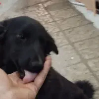 سگ مشکی|سگ|کاشمر, |دیوار