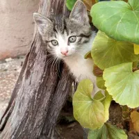گربه ماده|گربه|ایلخچی, |دیوار