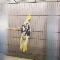 طوطی‌عروس‌‌دستی|پرنده|قم, سید معصوم|دیوار